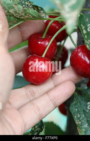 Nahaufnahme von Hand halten Kirsche Lapins Früchte in der hand Stockfoto