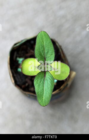 Sonnenblume Samen keimen aus Zeitung Topf Draufsicht Stockfoto