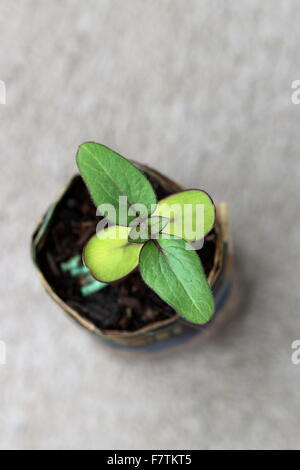 Sonnenblume Samen keimen aus Zeitung Topf Draufsicht Stockfoto