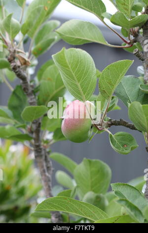 Junge Apfelanbaus an einem Baum Stockfoto