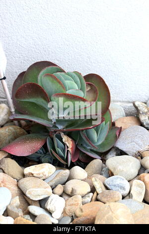 Kalanchoe Thyrsiflora oder auch bekannt als Kalanchoe Flapjack Stockfoto