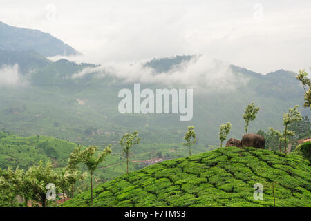 Tee-Plantagen in Munnar Indien Stockfoto
