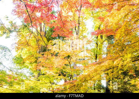 Herbstfarben, Otaguro Park, Suginami-Ku, Tokyo, Japan Stockfoto