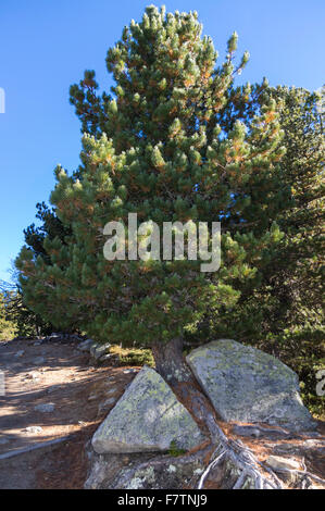 Schweizer Bergkiefer (Pinus Mugo), die einen Felsen in zwei während des Wachstums durch es aufgeteilt. Valais/Wallis, Schweiz. Stockfoto