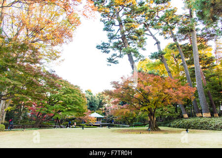 Herbstfarben, Otaguro Park, Suginami-Ku, Tokyo, Japan Stockfoto
