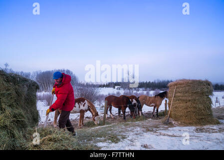 Pferde Heu gefüttert werden, im Winter, Cariboo Region, British Columbia, Kanada Stockfoto