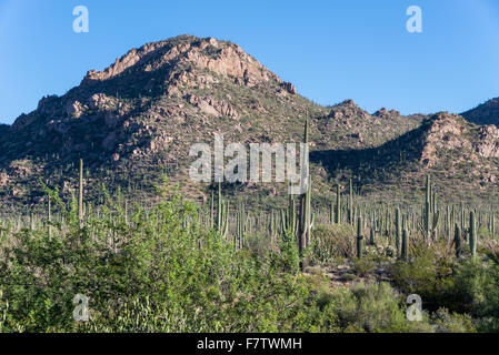 Riesigen Saguaro-Kaktus-Wald umfasst Granithügel. Saguaro National Park, Tucson, Arizona, USA. Stockfoto