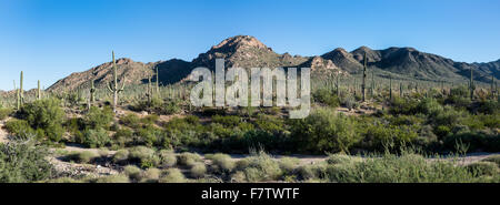 Panoramablick über die Sonora-Wüste. Saguaro National Park, Tucson, Arizona, USA. Stockfoto