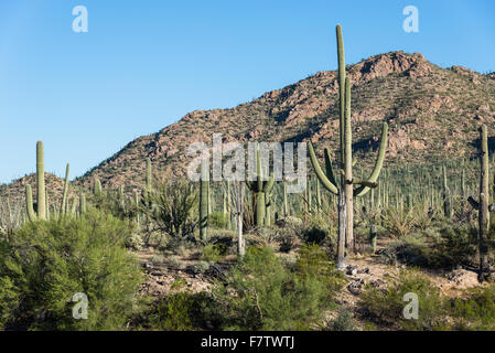 Riesigen Saguaro-Kaktus-Wald umfasst Granithügel. Saguaro National Park, Tucson, Arizona, USA. Stockfoto