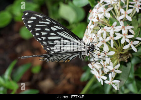 Schmetterlinge sind häufige Insekten, die einen Wurm-ähnliche Körper sehr bunte Flügel und Stockfoto