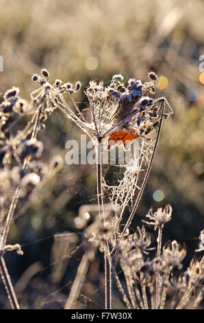 Trocken bereift Herbst Zeit Pflanze mit Spinnennetz an sonnigen Morgen Stockfoto