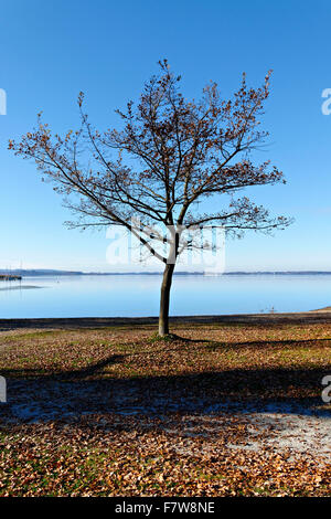 Young-Buche (Fagus Sylvatica) mit See in der Ferne, Feldwieser Bucht, Chiemsee, Oberbayern, Deutschland, Europa. Stockfoto