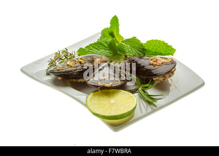 Wilde Muschel-Makro-Studio-Shooting Stockfoto