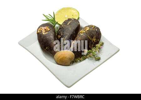 Wilde Muschel-Makro-Studio-Shooting Stockfoto