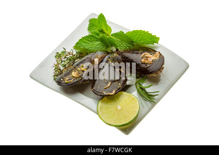 Wilde Muschel-Makro-Studio-Shooting Stockfoto