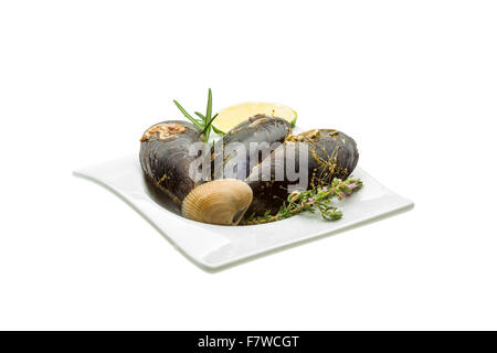 Wilde Muschel-Makro-Studio-Shooting Stockfoto