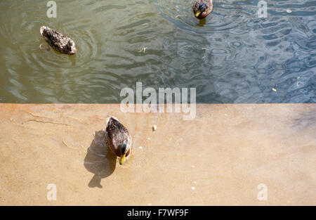 Wilde Enten mit Brot füttern, Brot drei Vögel und Stücke von schweben an der Wasseroberfläche im Park Teich in Polen, Europa... Stockfoto