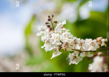 Röhrenförmige Catalpa Blüte Makro, Laubbaum blühende weiße Blütenstände Nahaufnahme, Blumen zeigen im Juli... Stockfoto