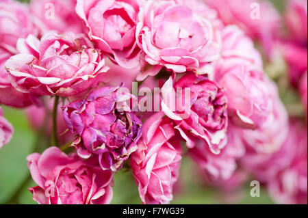 Vernichtenden rosa Rosen, rosa Blüten im Juli, abklingen Schuppen Blüten Pflanze wächst in polnischen Ziergarten, Blumen-Bündel Stockfoto