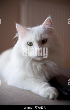 Weiße Türkisch Angora Katze, Ankara Kedisi oder Ankara Katze, heimischen Rasse weiße Langhaar Katze Portrait, Tier liegen in vertikalen... Stockfoto