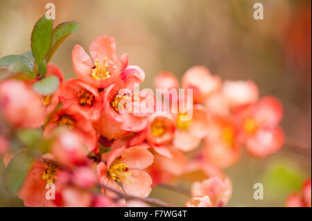 Chaenomeles blühende Strauch Closeup, Zweig Rosengewächse Familie rot Flowerets blühen Makro, dornige Strauch lebendige... Stockfoto