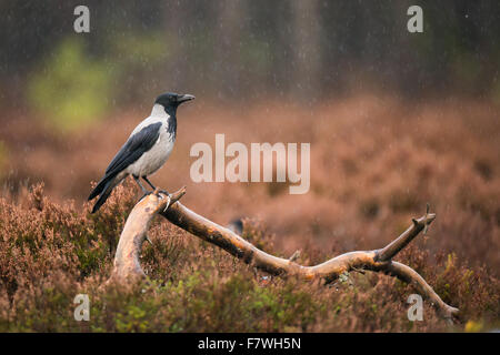 Eine mit Kapuze Krähe (Corvus Cornix) auf dem Ast im Regen. Stockfoto