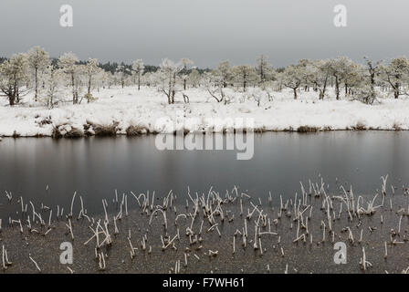 Moor-Landschaft im Winter. Kakerdaja Moor, Põhja-Walddorf Natur Reserv, Estland. Stockfoto