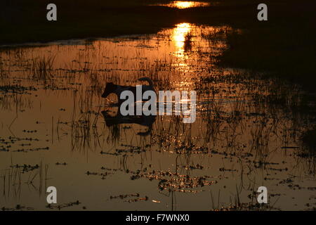 OUTBACK AUSTRALISCHE SONNENUNTERGANG ÜBER DEM WASSER Stockfoto