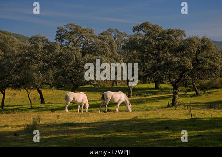 Naturpark Sierra de Aracena, Weiden und Pferde, Cañaveral de León, Huelva Provinz, Region von Andalusien, Spanien, Europa Stockfoto