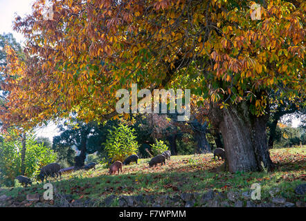 Sierra de Aracena Naturpark, Schweine in Wiesen, Santa Ana La Real, Huelva Provinz, Region von Andalusien, Spanien, Europa Stockfoto