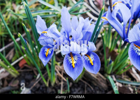 Niederländische Miniatur blaue Iris (Iris Reticulata) Blumen Stockfoto