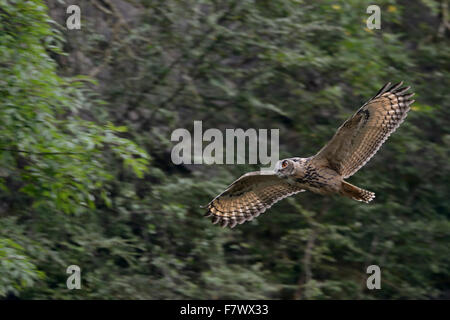 Nördlichen Uhu / Europaeischer Uhu (Bubo Bubo) auf der geräuschlose schnelle Flucht vor einer Steigung von einem alten Steinbruch (Tiere). Stockfoto