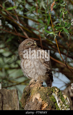 Juvenile Minervas Eule / Steinkauz (Athene Noctua) sitzt auf seinen Lieblingsplatz auf der Weide Pollard, Anrufe, Nahrung zu erbetteln. Stockfoto