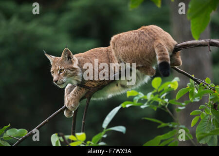 Erwachsenen Eurasischen Luchs / Eurasischer Luchs (Lynx Lynx) ruht auf einem ziemlich dünnen Ast, Warnung sieht. Stockfoto