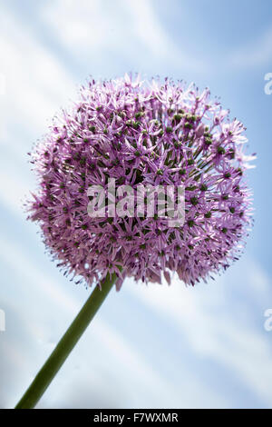 Lila Alium Blume von unten mit Blick auf den Himmel gesehen Stockfoto