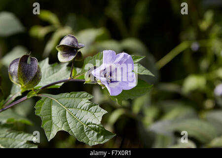 Nicandra blauen Glocke geformte Blume, manchmal bekannt als Shoo Fly Pflanze mit Blüte und Frucht Stockfoto