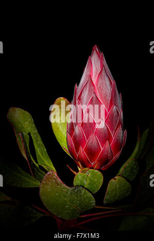 Das Protea Blume Stockfoto