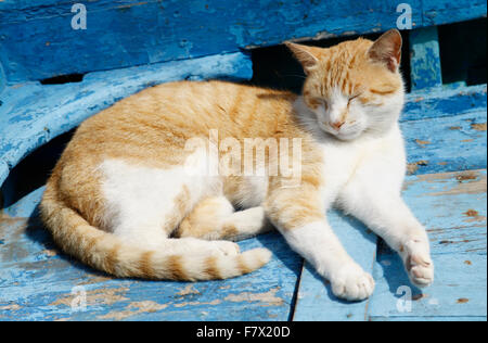 Katze genießt ein Nickerchen in einigen warmen Sonnenschein auf einem Boot in der Skala du Port in der historischen Stadt Essaouira, Marokko Stockfoto