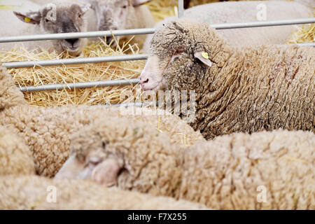 Schafbeweidung innen einen Stift in einer Schäferei Stockfoto