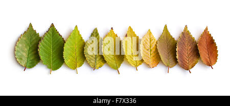 Sammlung von bunten Herbstlaub Stockfoto