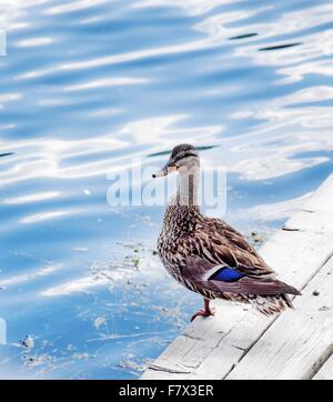 Ente stehend auf einem Bein See Stockfoto