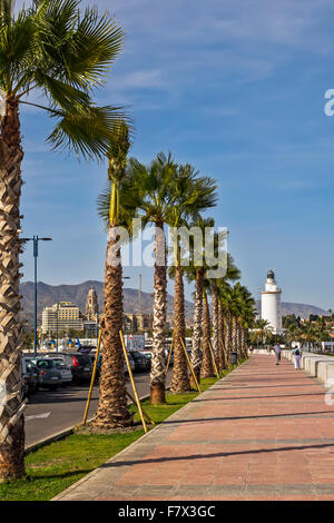 Palmen zu den Leuchtturm Malaga Andalusien Spanien Stockfoto