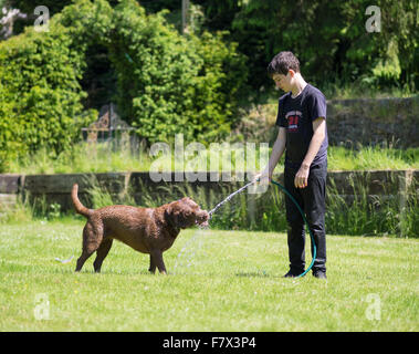 Chocolate Labrador Hund Trinkwasser aus Schlauch gehalten von boy Stockfoto