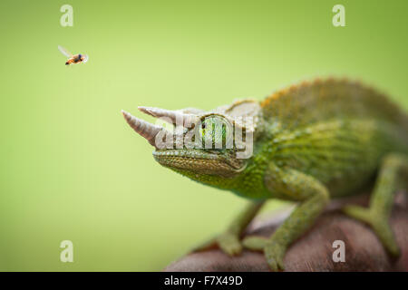 Schwebfliegen schweben neben einem Jackson-Chamäleon (trioceros jacksonii) Stockfoto