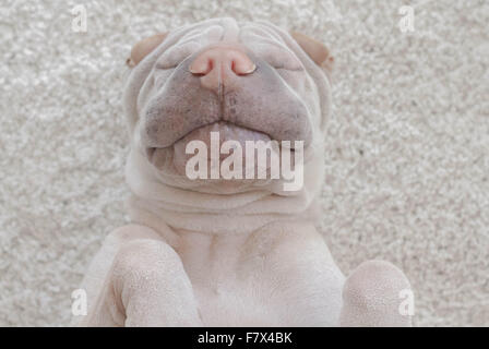 Shar-Pei Hund auf seinem Rücken schlafen liegen Stockfoto