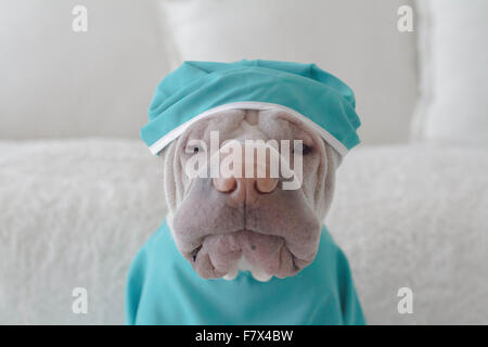 Porträt eines Shar pei Hund gekleidet in medizinische Peelings Stockfoto