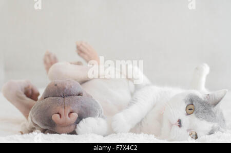 Shar-Pei Hund und Katze, die nebeneinander liegenden Stockfoto