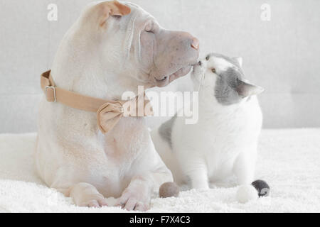 Shar-Pei Hund, eine Katze küssen Stockfoto