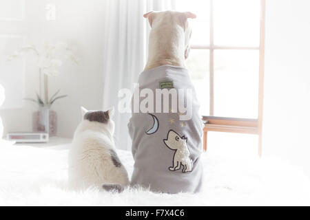 Rückansicht eines Shar-Pei Hund und Katze sitzen nebeneinander auf einem Bett Stockfoto