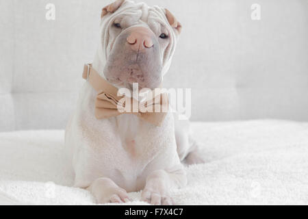 Shar-Pei Hund trägt eine Fliege Stockfoto